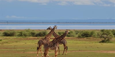 Lake Manyara Guided Day Tour from Arusha - Photo 1