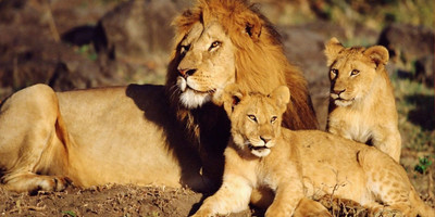 3 days 2 nights amboseli national park - Photo 3