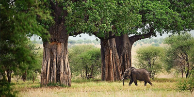 4 days tanzania safari - Photo 6