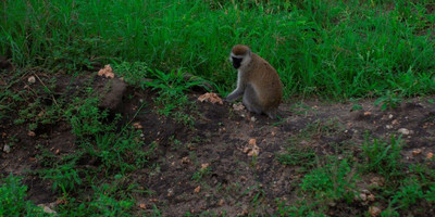 3 day tanzania luxury safari - Photo 9