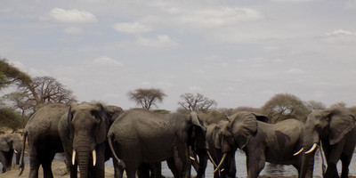 5 days tanzania wildlife safari - Photo 6