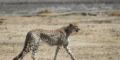 4 Days and 3 Nights Tanzania Zebra Lodge Safari - Photo 3