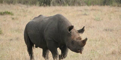 3 days masai mara adventure safari - Photo 3