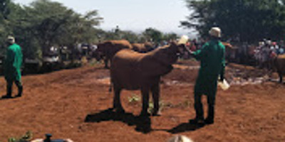 Giraffe Center, Baby Elephant, and Bomas of Kenya - Photo 3