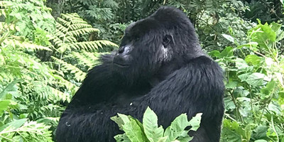 4 days rwanda gorilla tour experience - Photo 1