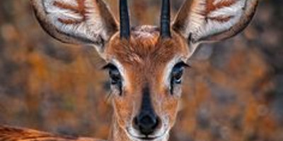 3-day etosha adventure safari namibian (camping) - Photo 1