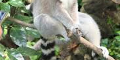 Exploring baobabs tour - Photo 2