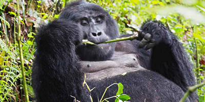 3 Days Gorilla Trekking Bwindi Uganda - Photo 1