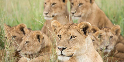 3 day tanzania camping safari - Photo 4