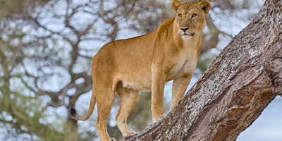 9 day tanzania safari and cultural tourism - Photo 2