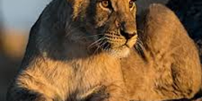 8 days masai mara wildebeest migration safari adventures - Photo 1
