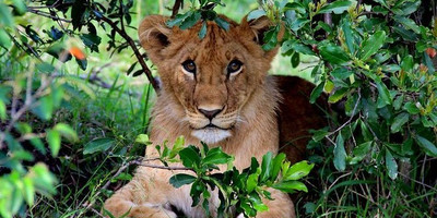 4 days masai mara budget camping safaris - Photo 4