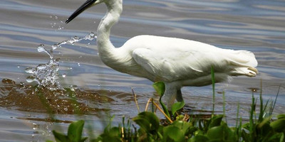 9 days bird watching safari in kenya - Photo 5