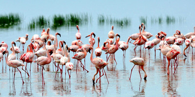 Mount kenya trek and classic safari adventure - Photo 3