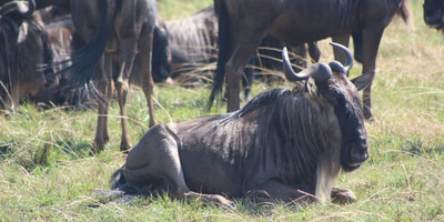7 days murchison falls and kidepo thrilling safari - Photo 4