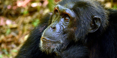 The ultimate african adventure - Photo 3