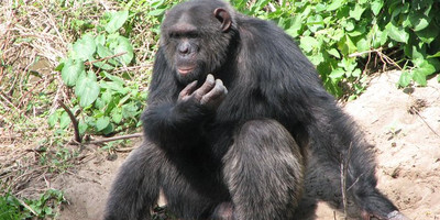 5 days mt kenya, aberdares, ol pejeta - Photo 3
