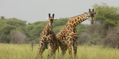 5 days tanzania wildlife safari - Photo 2