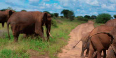 4 days tanzania camping (budget) safari tarangire, serengeti and ngorongoro - Photo 14