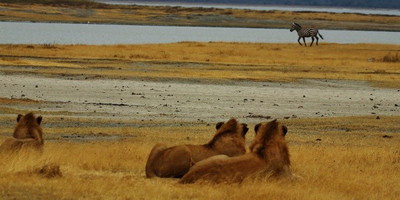 9 days kenya budget camping safari holiday - Photo 5