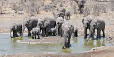 2 days wildlife etosha safari namibia- camping - Photo 4