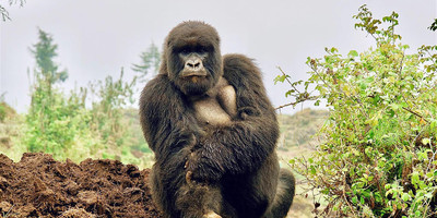 02 day bwindi impenetrable national park. - Photo 6