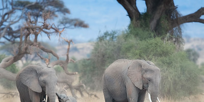 Tanzania bush to beach safari adventure - Photo 10