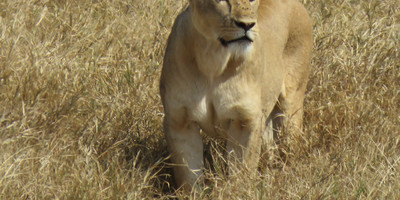 5 days tanzania luxury safari - Photo 3