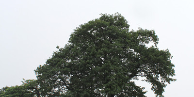 Roots - Photo 5
