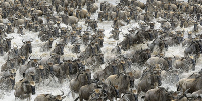 7 day northern serengeti wildebeest migration safari - Photo 5