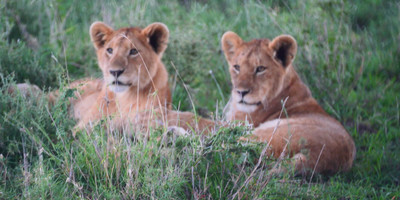 4 days safari tarangire national park, ngorongoro crater, serengeti national park - Photo 8