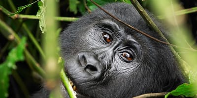 7 days safari to kibale forest np, queen elizabeth np and lake mburo np. - Photo 1