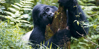 5 days with the gorillas - Photo 1