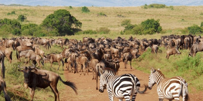 3 days samburu budget camping tour safari - Photo 4