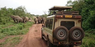 2 days akagera national park wildlife safari - Photo 2