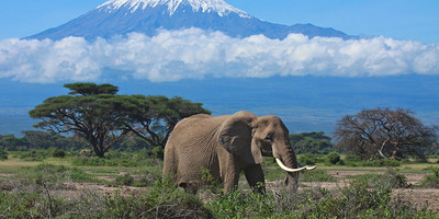 6 days amboseli, lake nakuru, masai mara wildlife safaris all inclusive - Photo 2