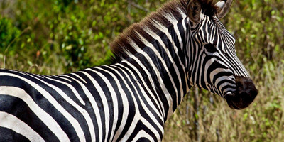 7 Day Low Season Tanzanian Green Safari - Photo 5