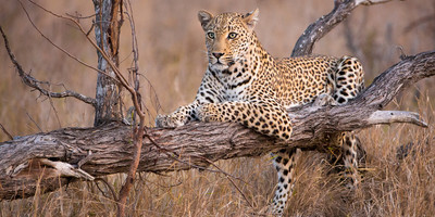 8 day tanzania special tented camps safari - Photo 8