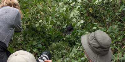 10 days uganda safari/ gorilla tracking. - Photo 7