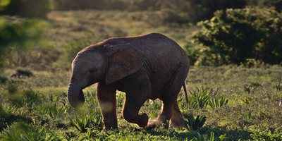 4 days serengeti migration safari may -early july - Photo 4