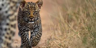 Majestic masai mara: 4-day big five safari in a 4x4 jeep - Photo 5