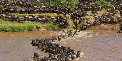 4 days 3 nights lake nakuru/masai mara/nairobi - big 5 safari package - Photo 2