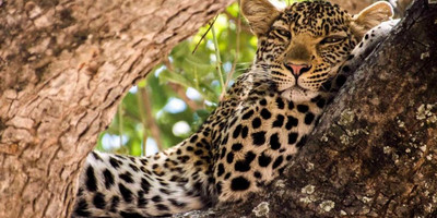 6 days mount kenya and maasai mara - Photo 4