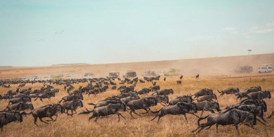10 days wildebeest migration crossing mara river. - Photo 4