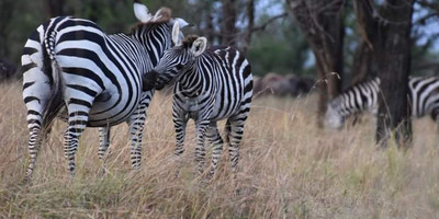 Ultimate 5-day masai mara, lake nakuru & aberdares safari - Photo 2
