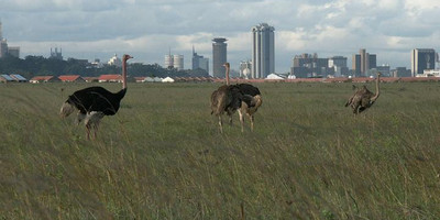 Nairobi national park daily departures - Photo 4