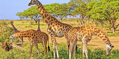 Three days murchison falls national park tour - Photo 2