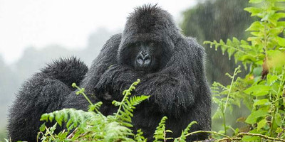 3 days gorilla trekking in bwindi national park - Photo 11