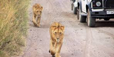 3 days northern tanzania luxury safari - Photo 1