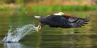 17 days kenya bird watching safari - Photo 3